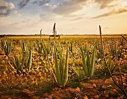 Aloe Vera (Gel)